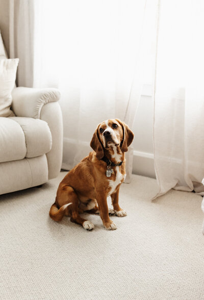 a dog sitting in the studio making a very cute face during a family photoshoot in the studio in christchurch with lucy jane photography