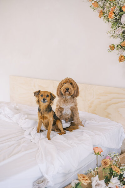 Two dogs sitting on a bed looking straight at the camera surrounded by toffee roses