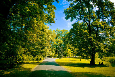 Tree-lined path with bright green leaves and blue sky, symbolizing growth and new beginnings.