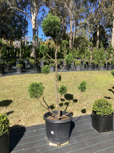 JUNIPER TOPIARY CLOUD TREE Juniperus chinensis 'Kaizuka'