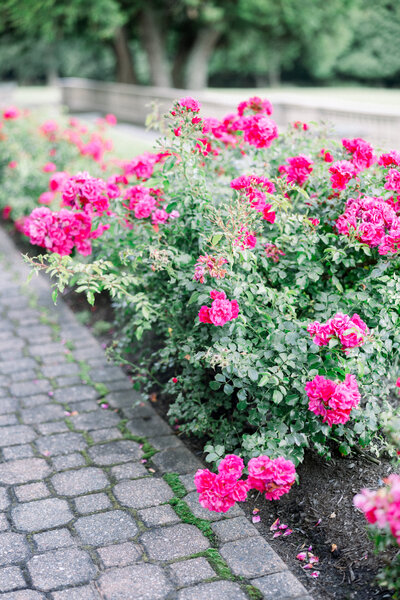 rose bush garden at aldrich mansion in RI