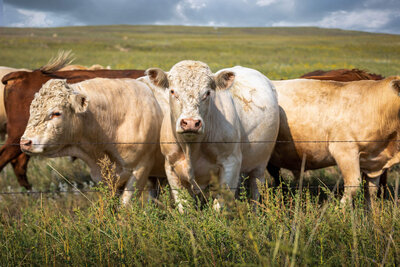 ranch cattle in a field at Silver Spur