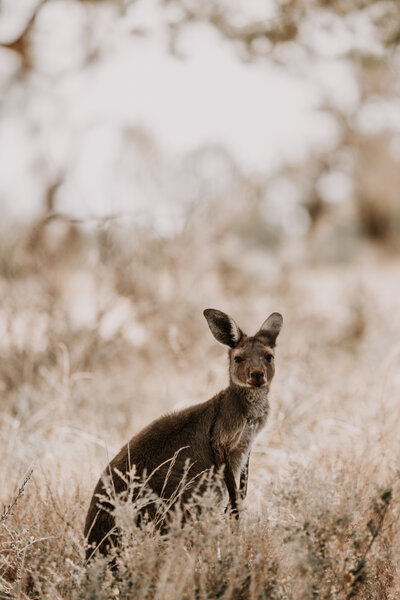 kangaroo in the brush