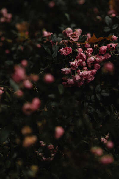 Aesthetic image of pink flowers, positioned on the left side of the text describing the struggles course creators face when it comes to launch copywriting.