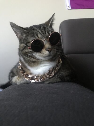 Cat sitting on a couch with circular sunglasses and a gold chain necklace.