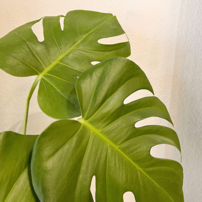 Large green monstera leaf with white background