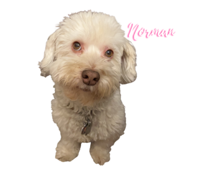 a cutout of Mara's dog, Norman, who is a small, white, havanese mix breed, with the text "Hello from our Chief Barketing Officer, Norman"