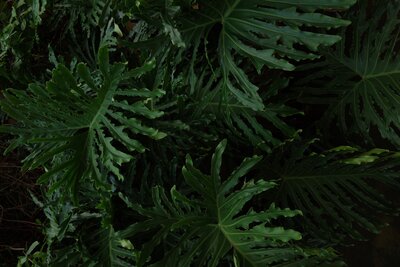 Detailed photo of dark green outdoor plant leaves