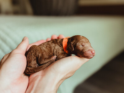 Orange Collar Female Poppy-2 (1)