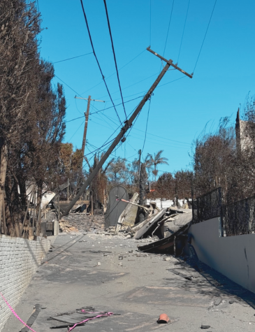 Down Power Line_Utility Arborist