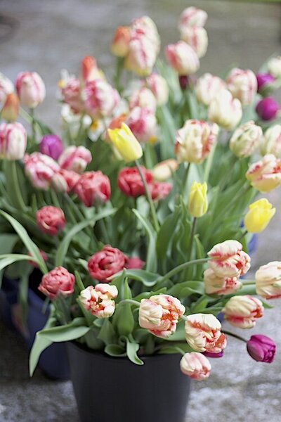 tulip buckets 2