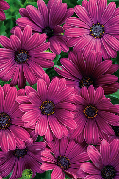 new_osteospermum_bright_lights_purple_2020