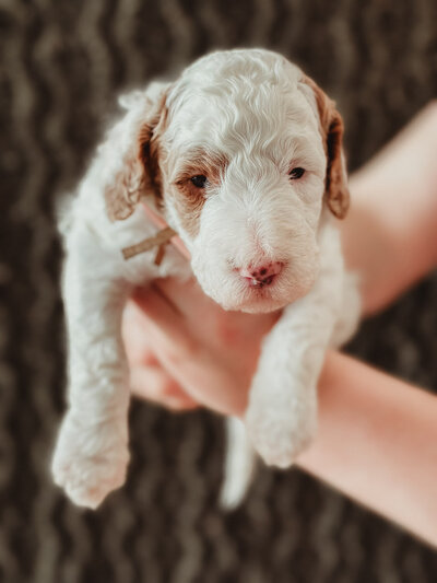 Pink Collar Female 3 Weeks-3