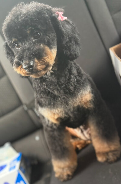 Mini Goldendoodle Sitting on Outdoor Furniture