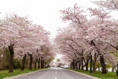 A Street lined with cherry blossom in Washington DC.
