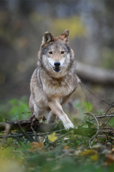Photo of a wolf giving a nod to Cosmo Boyd's four wolves of investing