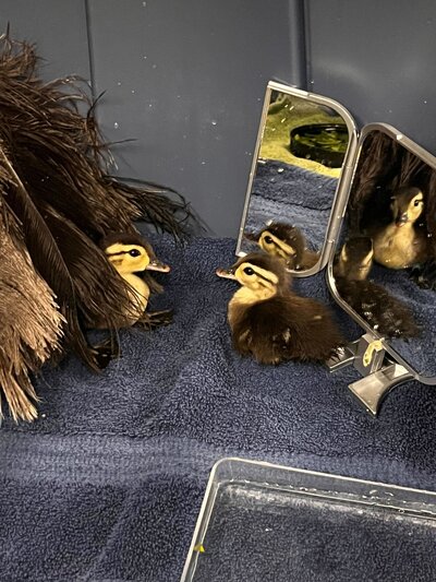ducks
