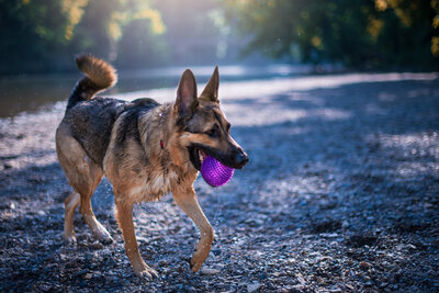 A German Shepherd plays with a purple ball by a rover in Turkey Run State Park. Work by Duluth-based pet photographer Joanna of Paddle Paws Photography.