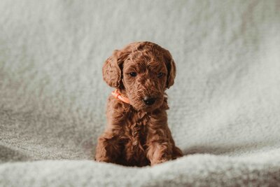 Red and Apricot Abstract Poodle-2