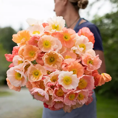Cheerful Icelandic Poppies are one of the most requested flowers for Carmel events.