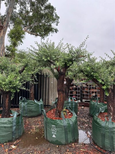 EX GROUND OLIVE TREE - EUROPEAN Olea europaea 'European'