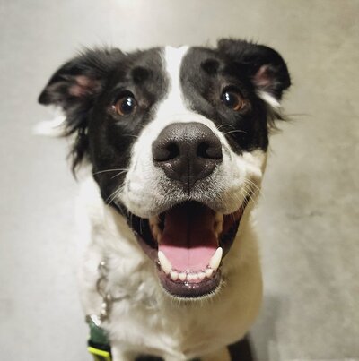 A very happy border collie