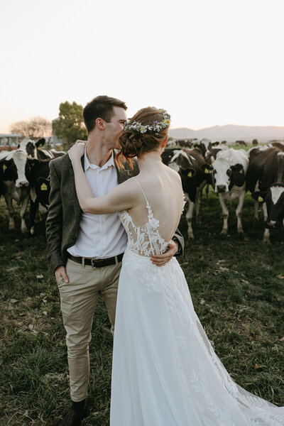 A bride and groom cuddle while looking back at a field of cows , the cows are facing the camera ,  they are lit by a golden pink setting sun