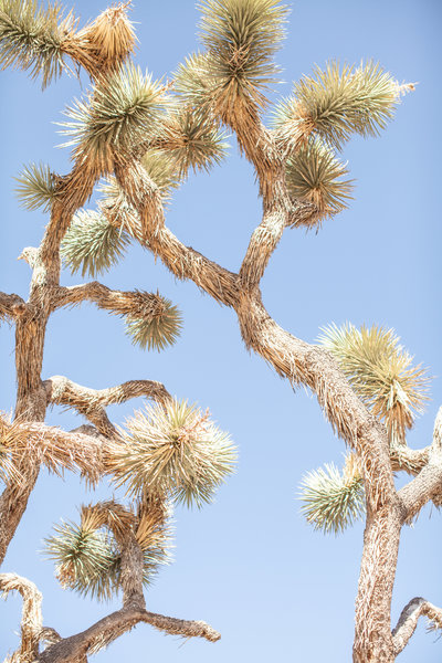 150708_150708 joshua tree_0316