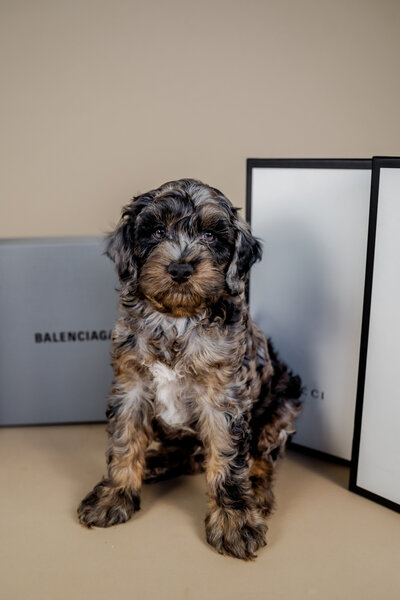 Chocolate Cockapoo in White Sweater with Grey Background