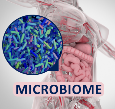 outline of a woman's anatomy with pink GI tract that says "microbiome" and includes a close-up of microbes in the gut