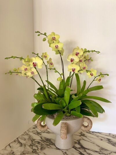 Yellow phalaenopsis arrangement