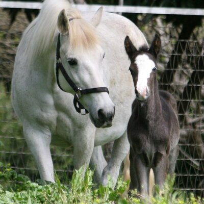 Connemara Pony Mare Sired by Domo Cavallo Praise