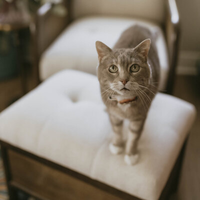 Cat on ottoman
