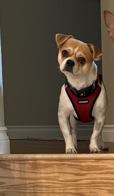 Smuggy2 (1)