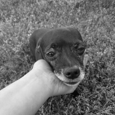 A black chiweenie is standing in grass, resting his face in the palm of a person's hand.