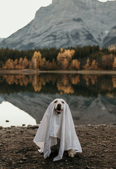 Cute dog dressed up for Halloween as a ghost in front of a lake and mountains