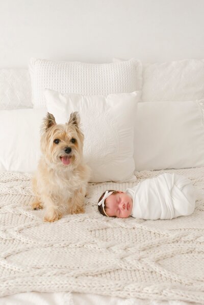 dog with newborn baby taken by Boston Newborn Photography