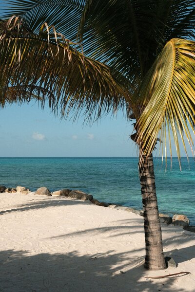 palm tree
