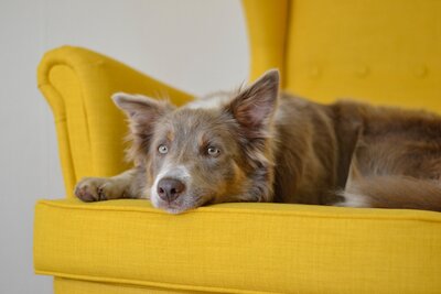 herding dog sitting on a yellow sofa 