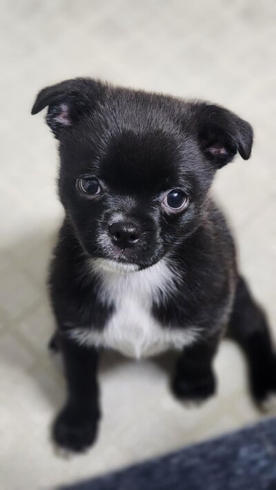 Pepper (2)