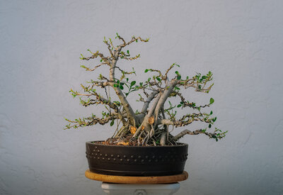 DSCF1499