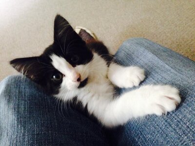 Black and white kitten looking at camera