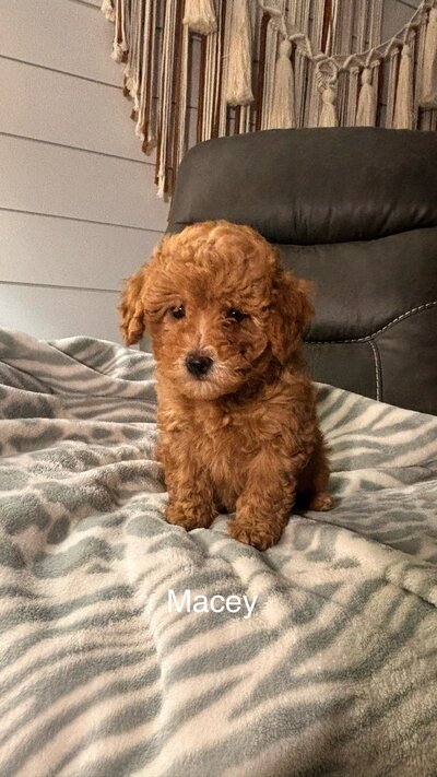 mini goldendoodle paying in snow
