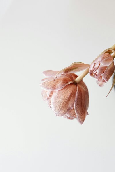 two tulips in view from top right corner