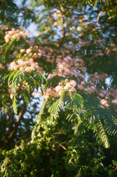 Tree with pink flowers shot on Kodak Gold 200