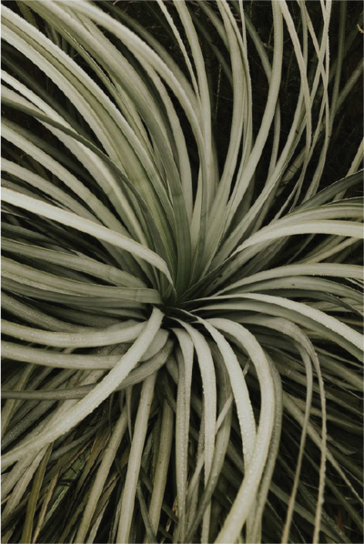 plants-close-up@2x