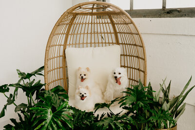 3 little white dogs in a boho chair