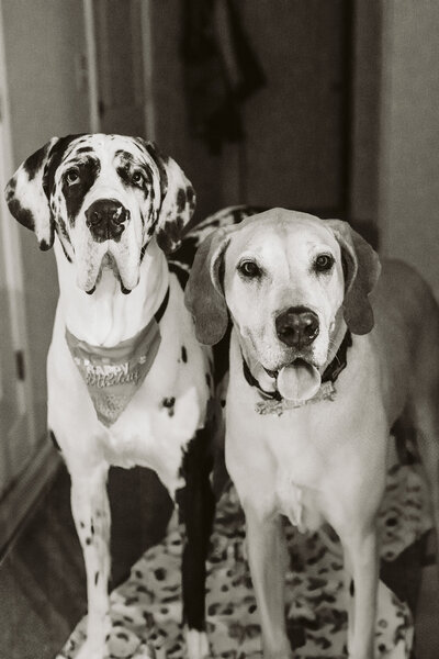 KristenKnoxPets-2
