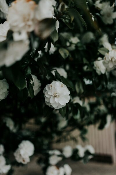 A close-up of delicate white camellias in full bloom on a tall, verdant bush, their soft petals and deep green leaves creating a striking natural contrast.