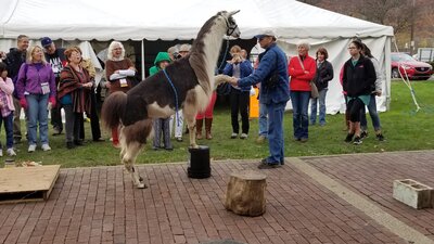 llama standing on one foot